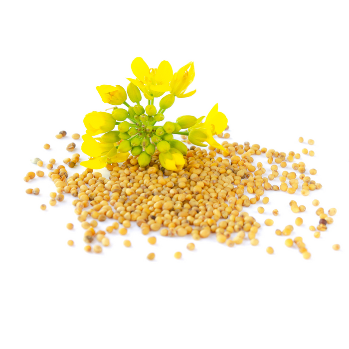 Born Thüringer Senf - Klassiker für Bratwurst & Salate, Dressings oder Braten- & Senfsoßen. Thüringer Anbau mittelscharf 200ml