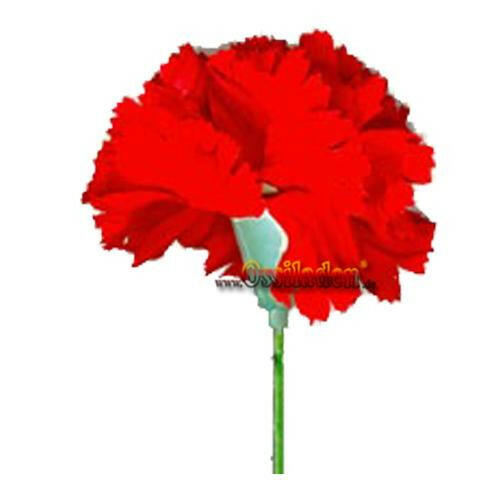 1.Mai Nelke groß